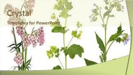 Presentation with chemomile herbs - Theme with valium - valerian ladys mantle and comfrey background and a soft green colored foreground