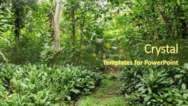  Presentation with mai - Slide deck with vallee de mai rain forest background and a tawny brown colored foreground