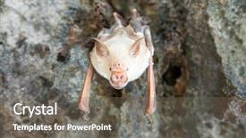  Presentation with vampire - Amazing presentation having vampire bat are sleeping backdrop and a gray colored foreground