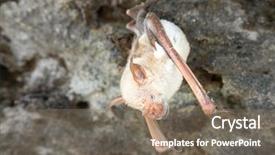  Presentation with vampire - Colorful slide set enhanced with vampire bat are sleeping backdrop and a violet colored foreground