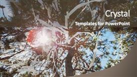  Presentation with srping tree - Audience pleasing presentation theme consisting of vandalism - tree vandalized with toilet paper backdrop and a tawny brown colored foreground