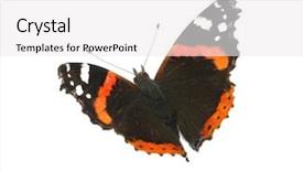  Presentation with monarch butterfly isolated on white - Colorful slide deck enhanced with vanessa atalanta butterfly on white backdrop and a white colored foreground