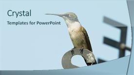  Presentation with weather vane blue - Slide deck enhanced with vanets - hummingbird sitting on letter s background and a sky blue colored foreground