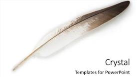  Presentation with feather - Audience pleasing presentation design consisting of vanets - nice shaped feather isolated backdrop and a white colored foreground