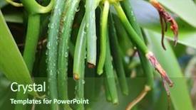  Presentation with plantation - Colorful presentation theme enhanced with vanilla bean on plantation reunion backdrop and a tawny brown colored foreground