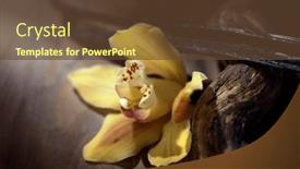  Presentation with vanilla - Theme enhanced with vanilla-flower-and-pods-close background and a  colored foreground