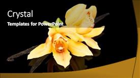 Presentation with dried vanilla pods and flowers - Presentation consisting of vanilla-flower-and-pods-close background and a black colored foreground