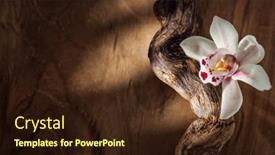  Presentation with laser engraving on wood macro - Slide set with vanilla-flower-close-up-vanilla background and a wine colored foreground