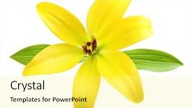  Presentation with vanilla - Cool new slide deck with vanilla flower isolated on white backdrop and a  colored foreground