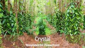  Presentation with france - Audience pleasing presentation consisting of vanilla flower plantation reunion island backdrop and a coral colored foreground