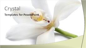  Presentation with vanilla - Amazing slide set having vanilla-orchid-vanilla-flower-isolated backdrop and a white colored foreground