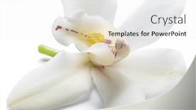  Presentation with vanilla - Colorful presentation theme enhanced with vanilla-orchid-vanilla-flower-isolated backdrop and a white colored foreground
