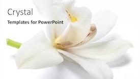  Presentation with vanilla - PPT layouts having vanilla-orchid-vanilla-flower-isolated background and a white colored foreground