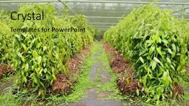  Presentation with plantation - PPT theme having vanilla plantation on reunion island background and a yellow colored foreground