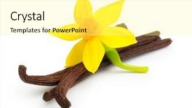  Presentation with dried vanilla pods and flowers - PPT theme enhanced with vanilla pods and flower isolated background and a blonde colored foreground