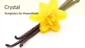  Presentation with vanilla - Presentation featuring vanilla pods and flower isolated background and a blonde colored foreground