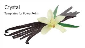  Presentation with vanilla - Cool new presentation theme with vanilla pods and orchid flower backdrop and a white colored foreground