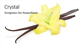  Presentation with vanilla - Colorful PPT theme enhanced with vanilla pods and orchid flower backdrop and a white colored foreground