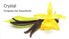  Presentation with dried vanilla pods and flowers - Presentation theme consisting of vanilla pods and orchid flower background and a  colored foreground