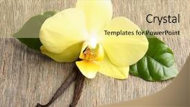  Presentation with dried vanilla pods and flowers - PPT layouts featuring vanilla pods and orchid flowers background and a  colored foreground