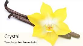  Presentation with white flowers - Cool new PPT theme with vanilla pods and orchid flowers backdrop and a blonde colored foreground