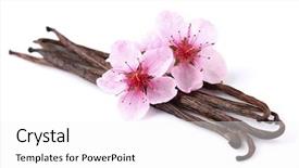 Presentation with almond - Cool new slide deck with vanilla pods with almond flowers backdrop and a white colored foreground