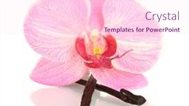  Presentation with vanilla - 