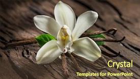  Presentation with vanilla - Beautiful presentation theme featuring vanilla sticks and vanilla orchid backdrop and a tawny brown colored foreground