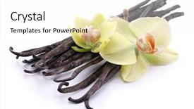  Presentation with soft white flower - Audience pleasing slide set consisting of hat with a brim isolated backdrop and a light gray colored foreground