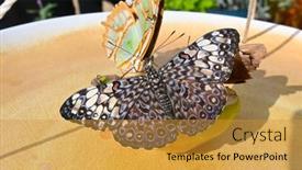  Presentation with cracker - PPT theme consisting of variable-cracker-butterfly-hamadryas-feronia background and a  colored foreground