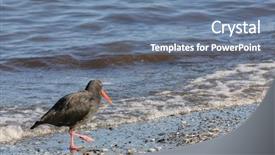  Presentation with indigenous dream catcher - PPT layouts having variable haematopus unicolor oyster catcher background and a  colored foreground