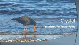  Presentation with new zealand silver fern black - Audience pleasing slides consisting of variable haematopus unicolor oystercatcher backdrop and a  colored foreground