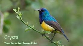  Presentation with yellow - Audience pleasing slides consisting of variable-sunbird-or-yellow-bellied backdrop and a tawny brown colored foreground