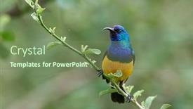  Presentation with yellow - Theme featuring variable-sunbird-or-yellow-bellied background and a seafoam green colored foreground