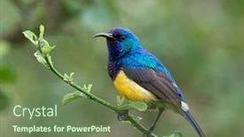  Presentation with yellow - Slide deck featuring variable-sunbird-or-yellow-bellied background and a tawny brown colored foreground