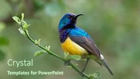  Presentation with yellow - PPT layouts with variable-sunbird-or-yellow-bellied background and a tawny brown colored foreground