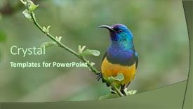 Presentation with yellow - Cool new PPT theme with variable-sunbird-or-yellow-bellied backdrop and a seafoam green colored foreground