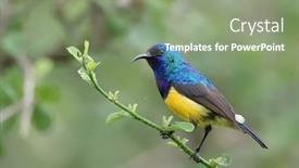  Presentation with yellow - Audience pleasing slides consisting of variable-sunbird-or-yellow-bellied backdrop and a seafoam green colored foreground