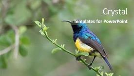  Presentation with yellow - PPT theme having variable-sunbird-or-yellow-bellied background and a seafoam green colored foreground