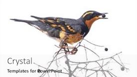  Presentation with crab - Slide set with varied-thrush-eating-a-berry background and a white colored foreground
