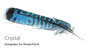  Presentation with feather - 