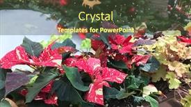  Presentation with festive - Presentation theme with variegated-christmas-poinsettias-as-part background and a tawny brown colored foreground