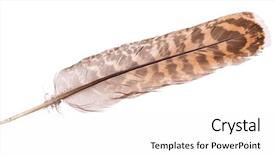  Presentation with feather cartoon - Cool new PPT theme with variegated eagle feather isolated backdrop and a white colored foreground