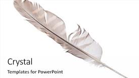  Presentation with feather - Cool new slide deck with variegated falcon feather isolated backdrop and a white colored foreground