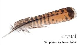 Presentation with feather - Cool new theme with variegated falcon feather isolated backdrop and a white colored foreground