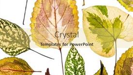  Presentation with background - Presentation theme enhanced with variegated-foliages-on-the-white background and a yellow colored foreground