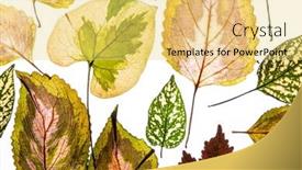  Presentation with background - PPT theme with variegated-foliages-on-the-white background and a yellow colored foreground