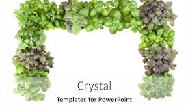  Presentation with border - Cool new slides with varieties of basil border arrangement isolated on white background cutout top view backdrop and a white colored foreground