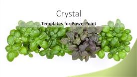  Presentation with border - Amazing presentation theme having varieties-of-basil-border-arrangement and a white colored foreground
