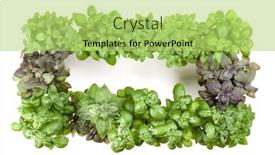  Presentation with frame - Theme enhanced with varieties of basil frame arrangement isolated on white background cutout top view background and a yellow colored foreground